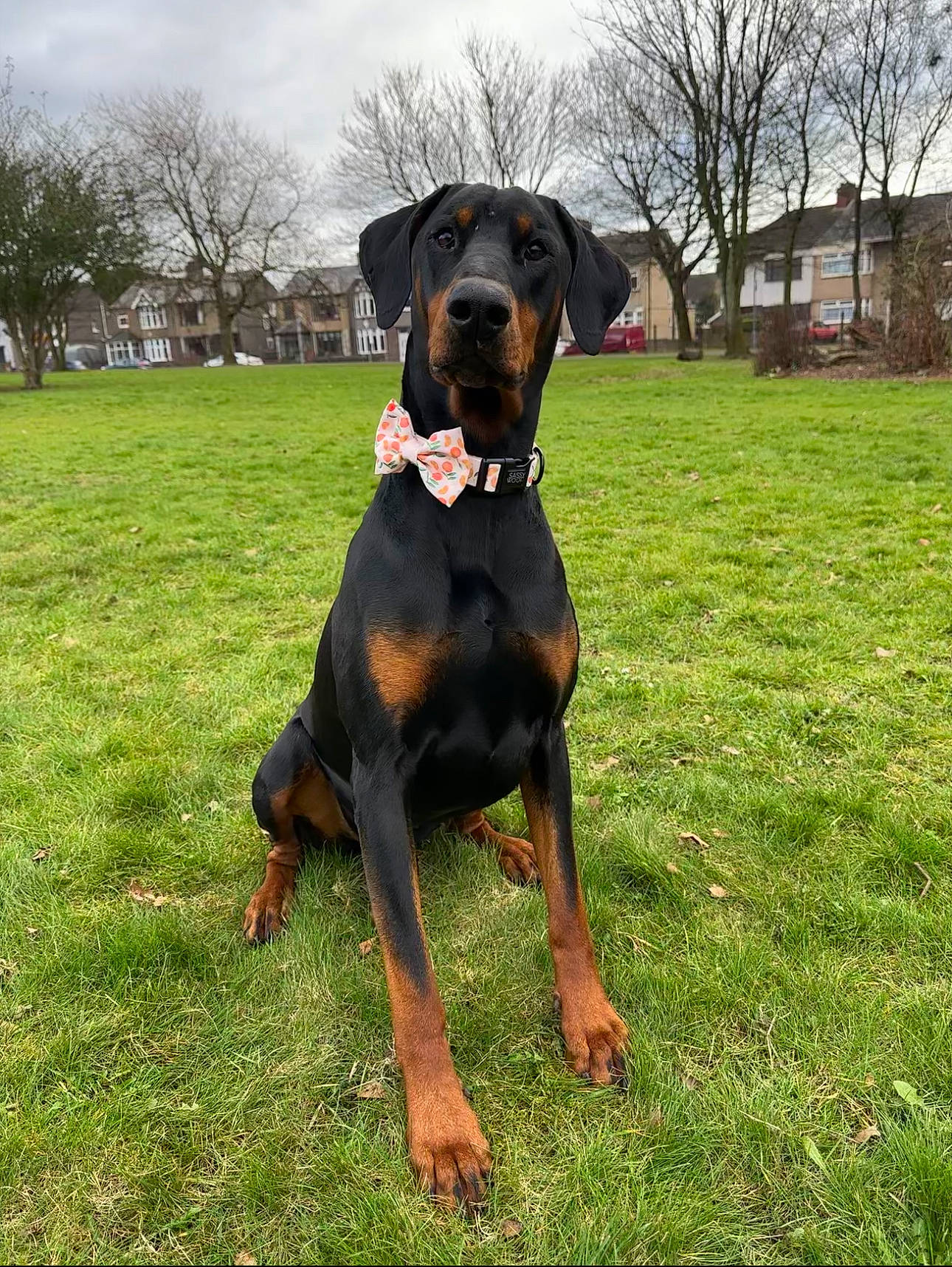 Jynx joined the competition — help win amazing prizes! canidae, carnivore, cloud, collar, companion_dog, dobermann, dog, dog_breed, dog_collar, fawn, grass, guard_dog, hound, pet_supply, plant, sky, sporting_group, tree, working_animal, working_dog