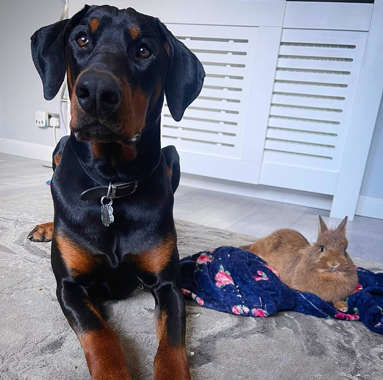 Jynx is registered to the contest to win money with this photo: carnivore, collar, comfort, companion_dog, dog, dog_breed, dog_collar, dog_supply, door, fawn, felidae, fur, liver, pet_supply, small_to_medium_sized_cats, snout, sporting_group, whiskers, working_animal, working_dog