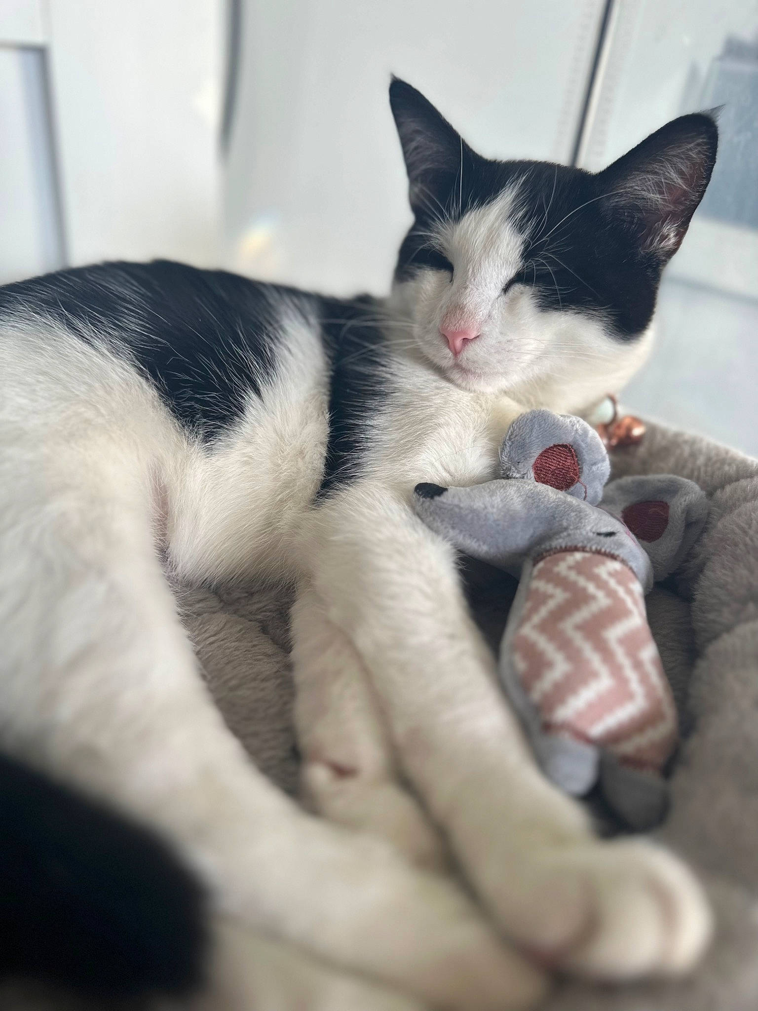 Moog joined the competition — help win amazing prizes! carnivore, cat, claw, comfort, domestic_short_haired_cat, felidae, foot, fur, human_leg, nail, nap, paw, sleep, small_to_medium_sized_cats, snout, tail, whiskers