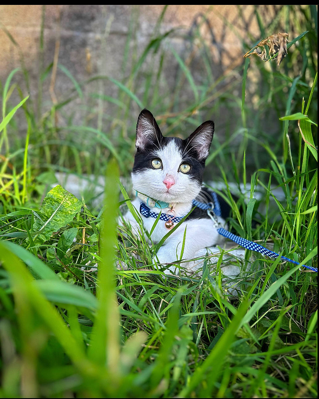 Moog joined the competition — help win amazing prizes! carnivore, cat, domestic_short_haired_cat, electric_blue, eye, felidae, fur, grass, grassland, happy, human_body, meadow, natural_landscape, people_in_nature, plant, prairie, small_to_medium_sized_cats, tail, terrestrial_animal, whiskers