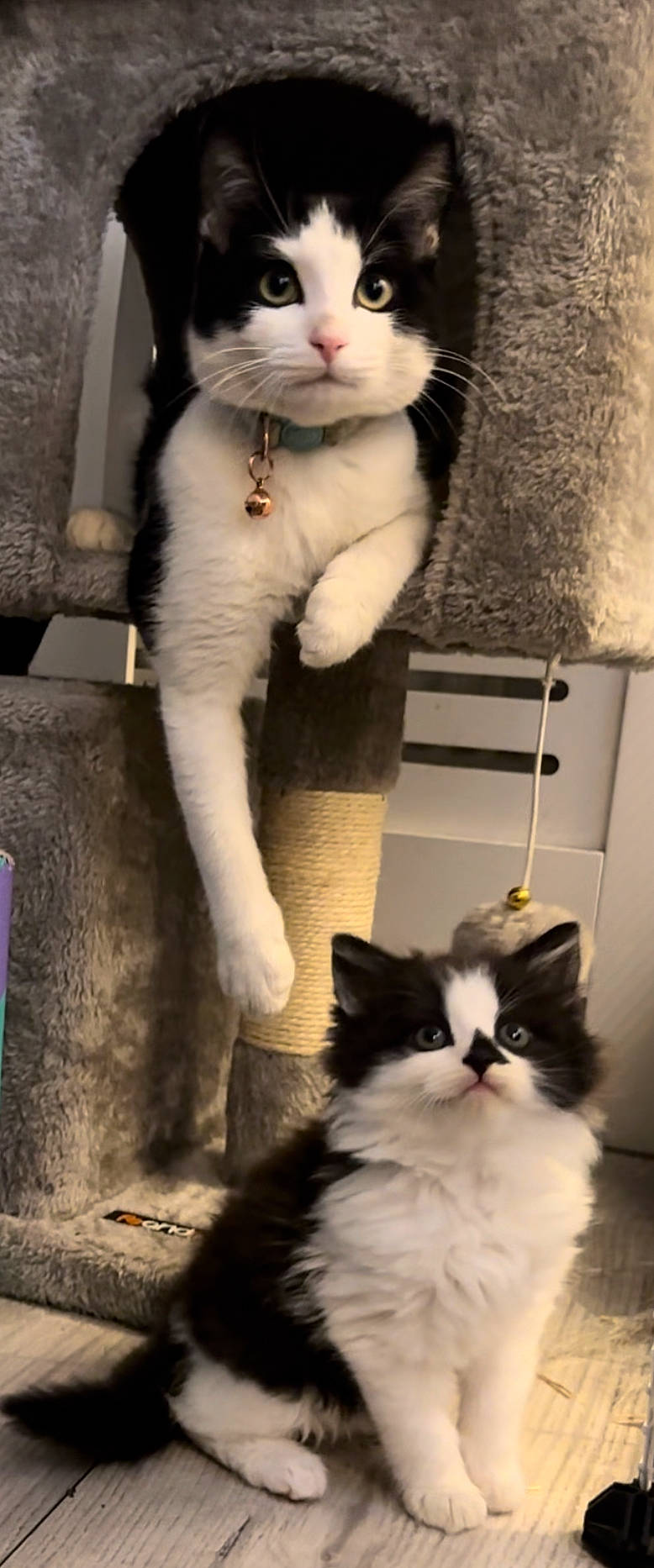 Moog joined the competition — help win amazing prizes! black, carnivore, cat, claw, domestic_short_haired_cat, felidae, fur, paw, photograph, photography, small_to_medium_sized_cats, snapshot, snout, tail, whiskers, white