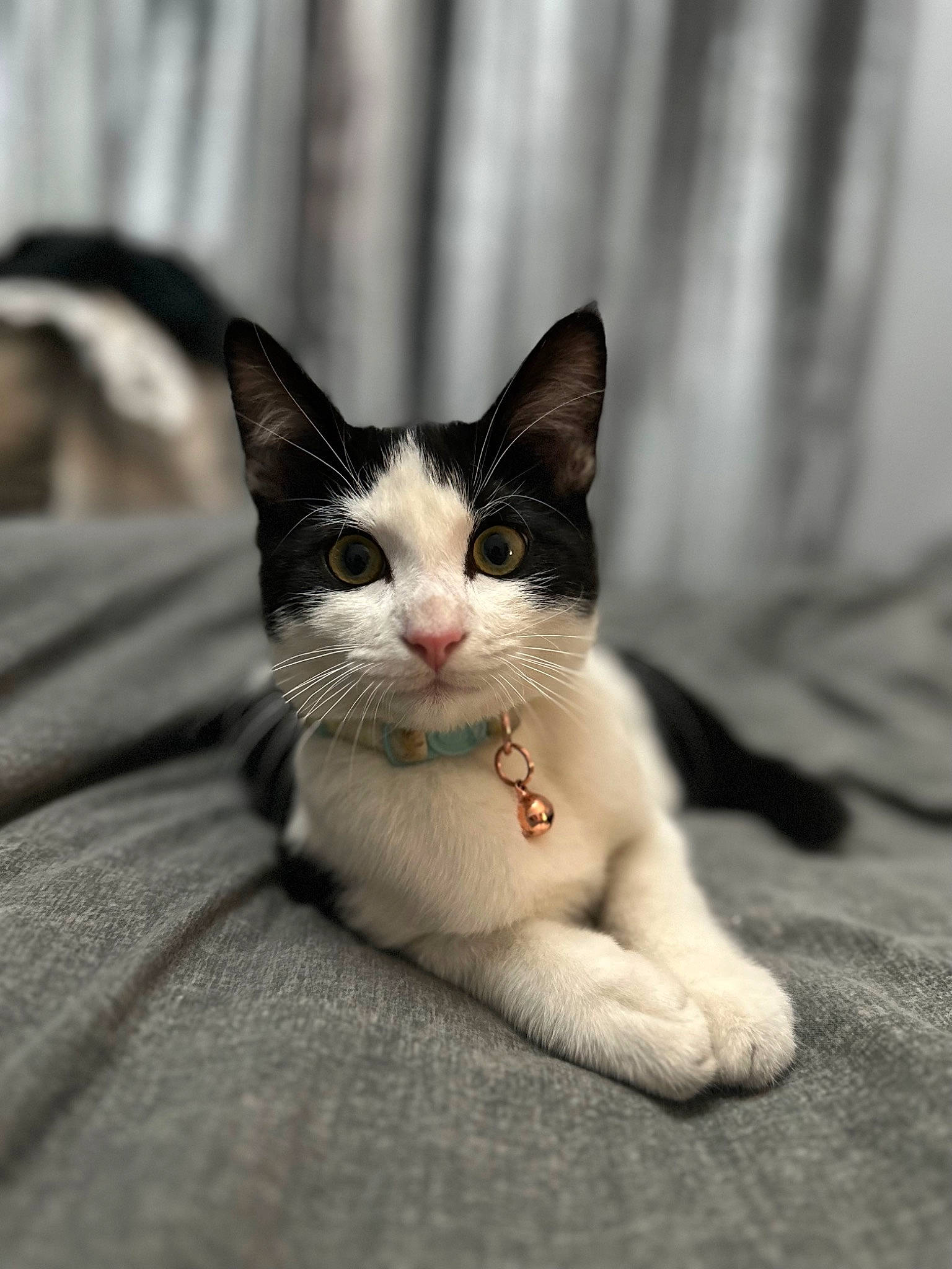 Moog is registered to the contest to win money with this photo: carnivore, cat, comfort, domestic_short_haired_cat, felidae, fur, monochrome_photography, paw, sitting, small_to_medium_sized_cats, snout, tail, terrestrial_animal, whiskers