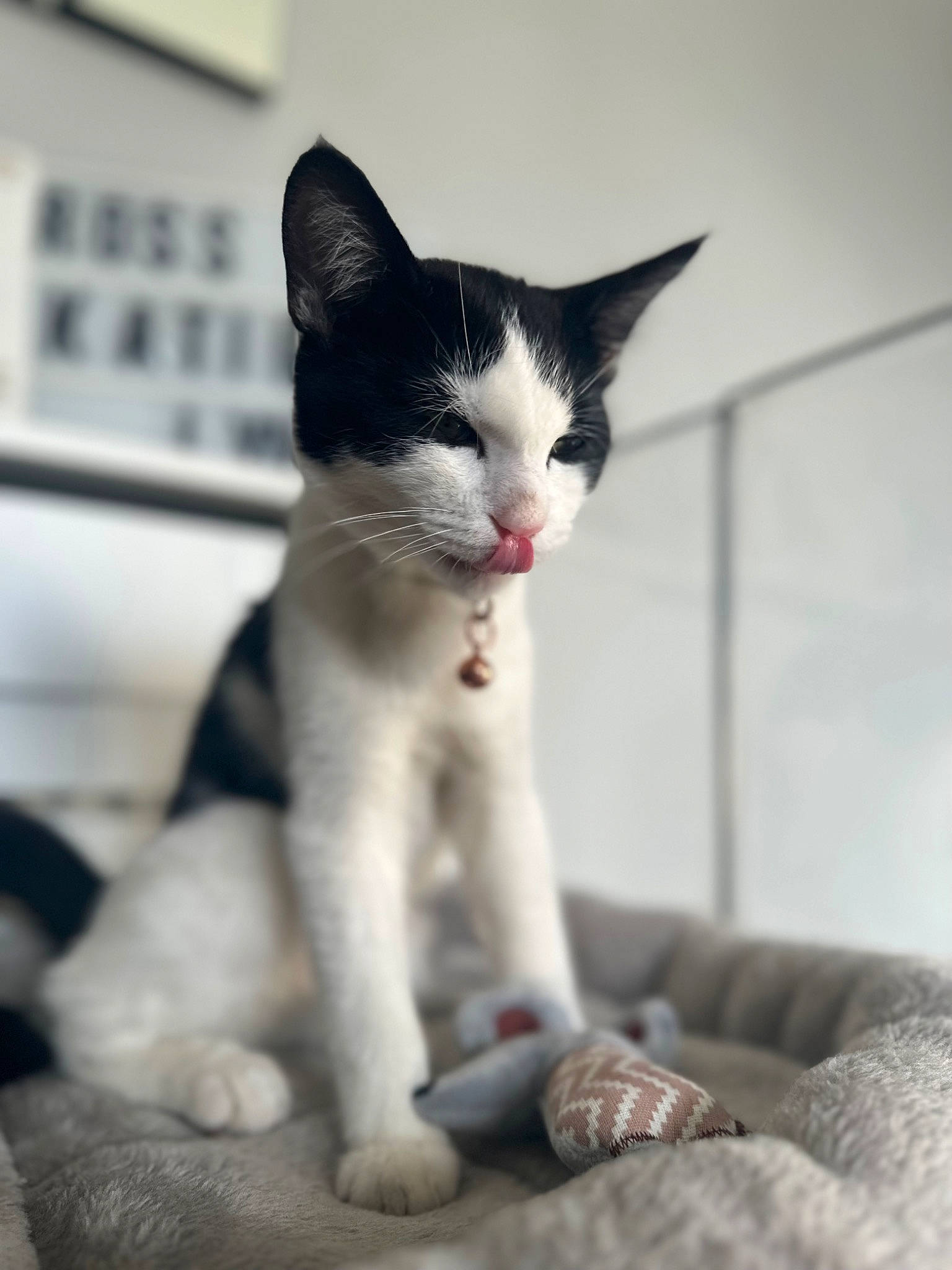 Moog joined the competition — help win amazing prizes! carnivore, cat, claw, comfort, domestic_short_haired_cat, felidae, fur, grey, monochrome_photography, paw, sitting, small_to_medium_sized_cats, snout, tail, whiskers, wood