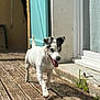 dog, small_dog, white_dog, black_markings, outdoor, wooden_deck, sunlight, tongue_out, happy_dog, pet, canine, door, blue_door, wall, house, shadow, grass, plant, daytime, walking
