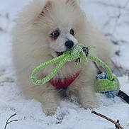 Antarès a rejoint le concours — aidez-le/la à gagner de superbes lots ! animal, chewing, cold, cute, dog, fluffy, fun, nature, outdoor, pet, playful, puppy, red_harness, rope_toy, small_dog, snow, toy, white_dog, winter, young_dog