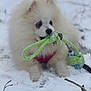 animal, chewing, cold, cute, dog, fluffy, fun, nature, outdoor, pet, playful, puppy, red_harness, rope_toy, small_dog, snow, toy, white_dog, winter, young_dog