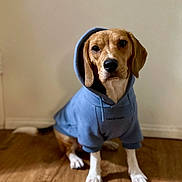 Sir Ace is registered to the contest to win money with this photo: dog, beagle, hoodie, blue_hoodie, pet, indoor, wooden_floor, brown_and_white, sitting, looking_at_camera, calm, cute, animal, domestic_animal, clothing, casual, portrait, young_dog, ears, floor