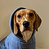 Sir Ace is registered to the contest to win money with this photo: dog, beagle, hoodie, clothing, pet, indoor, portrait, brown, white, cute, animal, mammal, sitting, looking_at_camera, ears, face, fur, canine, casual, fashion