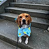 Sir Ace is registered to the contest to win money with this photo: dog, beagle, raincoat, blue, yellow, rubber_duck, leash, steps, concrete, outdoor, pet, animal, canine, sitting, looking, ears, fur, face, eyes, paws