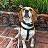 Lady Skye joined the competition — help win amazing prizes! dog, beagle, pet, animal, outdoor, brick_wall, brick_patio, harness, collar, flower, greenery, plant, sitting, cute, tongue_out, brown_and_white, canine, leash, nature, garden