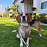 Lady Skye is registered to the contest to win money with this photo: dog, beagle, pet, grass, outdoor, leash, harness, animal, canine, greenery, sunlight, residential, tree, shrub, sidewalk, blue_sky, daylight, nature, mammal, domestic_animal