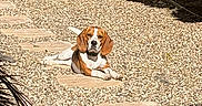 Lady Skye is registered to the contest to win money with this photo: dog, beagle, gravel, path, sunlight, outdoor, pet, animal, relaxing, ear_flap, nature, garden, greenery, shadow, stone_path, daylight, canine, resting, floppy_ears, brown_white