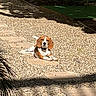 dog, beagle, gravel, path, sunlight, outdoor, pet, animal, relaxing, ear_flap, nature, garden, greenery, shadow, stone_path, daylight, canine, resting, floppy_ears, brown_white
