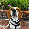 beagle, dog, pet, animal, close_up, collar, brick, outdoor, greenery, flower, nature, curious, canine, ears, face, whiskers, fur, sitting, leash, garden