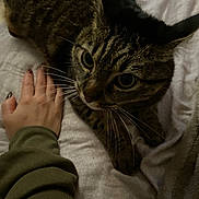 Mimye a rejoint le concours — aidez-le/la à gagner de superbes lots ! animal, bed, blanket, cat, closeup, comfort, companion, cozy, curious, domestic, feline, fur, hand, indoor, pet, resting, sleepy, soft, tabby, whiskers