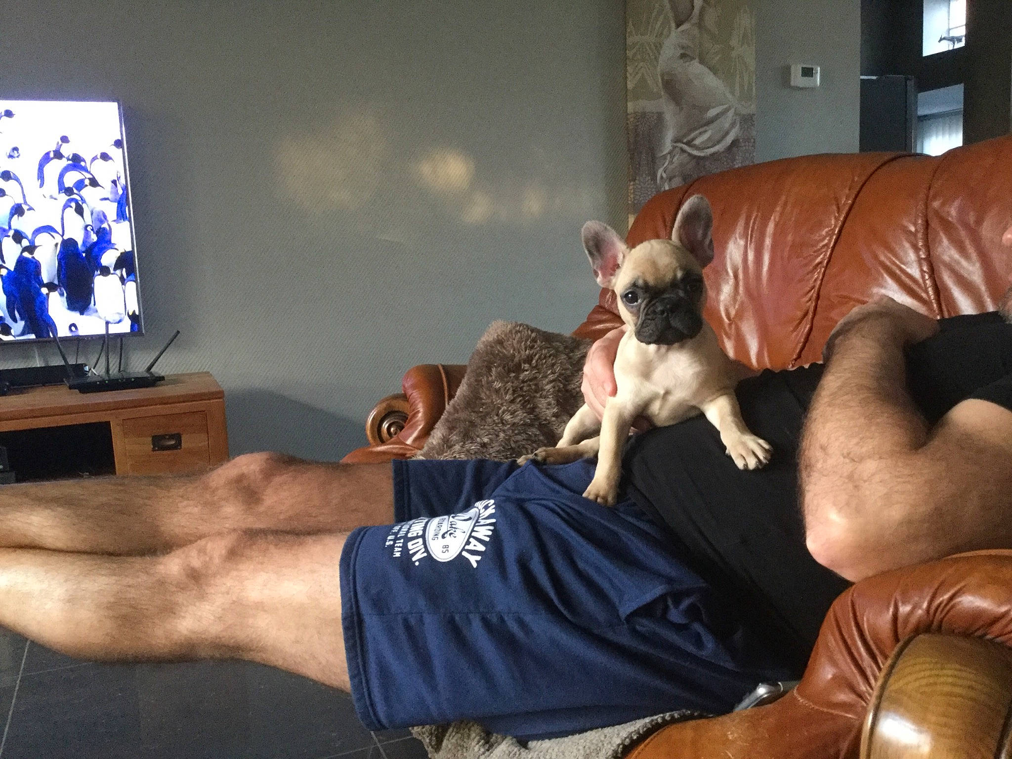 Lucie participe au concours pour gagner de l'argent avec cette photo : bulldog, canidae, carnivore, comfort, companion_dog, couch, display_device, dog, dog_breed, fawn, flooring, human_leg, knee, room, sitting, sporting_group, television_set, thigh, toy_dog, working_animal