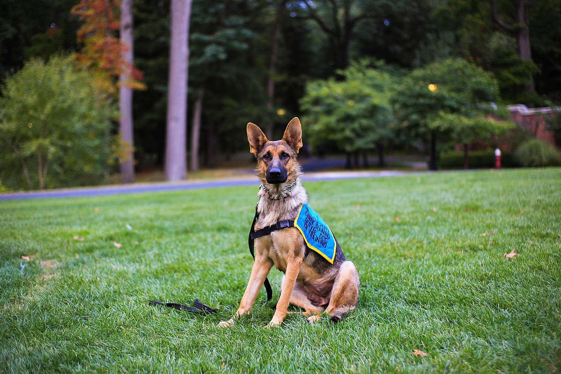 Arya Solomon Daum joined the competition — help win amazing prizes! australian_kelpie, belgian_shepherd_malinois, canidae, carnivore, companion_dog, dog, dog_breed, east_european_shepherd, fawn, german_shepherd_dog, grass, lawn, mammal, obedience_training, old_german_shepherd_dog, rare_breed_dog, vertebrate, working_dog