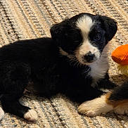 Peanut is registered to the contest to win money with this photo: puppy, dog, black_and_white, carpet, indoor, pet, cute, young, fluffy, toy, orange, relaxed, laying_down, curious, animal, furry, close_up, domestic, companion, adorable
