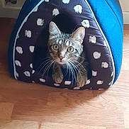 Tigrou a rejoint le concours — aidez-le/la à gagner de superbes lots ! abyssinian, animal, architecture, canine, cat, couch, cushion, den, dog, doghouse, furniture, hardwood, homedecor, indoors, kennel, kitten, manx, pet, tent, wood