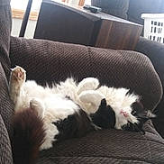 Mr. Tibbs joined the competition — help win amazing prizes! animal, black_and_white, cat, couch, cozy, cute, fluffy, fur, furniture, home, indoor, laundry_basket, living_room, paw, pet, relaxed, resting, soft, table, whiskers