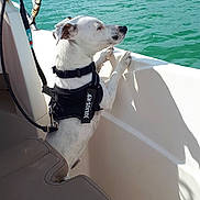 Snap a rejoint le concours — aidez-le/la à gagner de superbes lots ! dog, boat, water, harness, leash, pet, outdoor, sea, dock, sunlight, curious, white_dog, canine, animal, vacation, travel, summer, adventure, marine, recreation