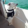 dog, boat, water, harness, leash, pet, outdoor, sea, dock, sunlight, curious, white_dog, canine, animal, vacation, travel, summer, adventure, marine, recreation