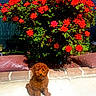 puppy, dog, flower_bush, red_flowers, green_leaves, garden, outdoor, sunlight, concrete, plant, pet, cute, nature, summer, small_dog, pet_collar, shrub, daylight, bright, colorful