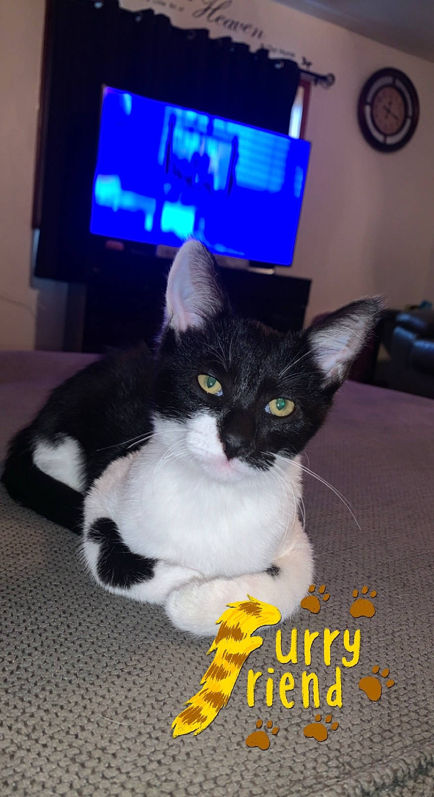 Oreo joined the competition — help win amazing prizes! carnivore, cat, clock, display_device, domestic_short_haired_cat, electric_blue, felidae, flooring, fur, gadget, hardwood, lap, led_backlit_lcd_display, paw, plant, small_to_medium_sized_cats, tail, television, television_set, whiskers