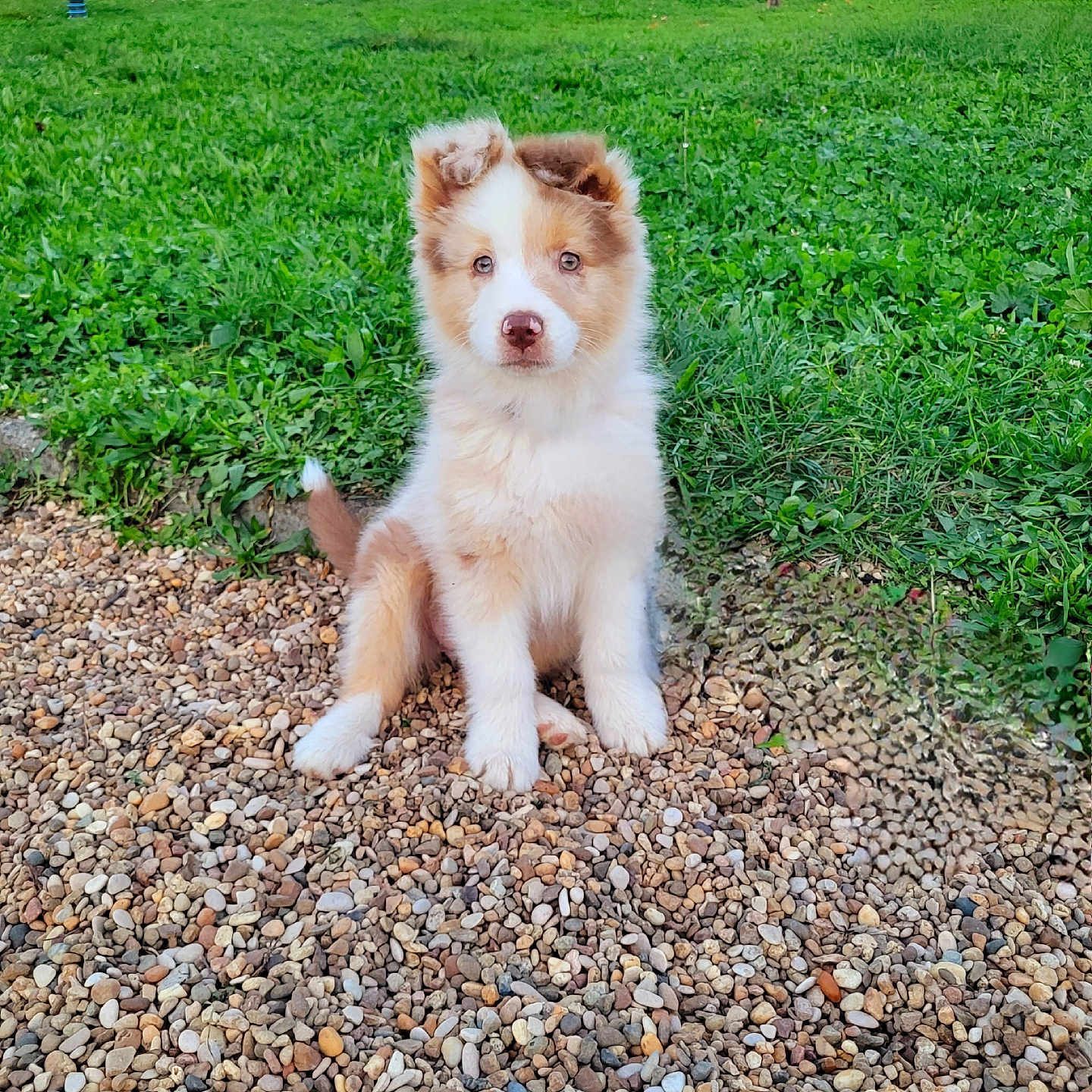 Vixie a rejoint le concours — aidez-le/la à gagner de superbes lots ! animal, backyard, canine, car, dog, grass, gravel, lawn, nature, outdoors, pebble, pet, plant, puppy, road, rock, soil, transportation, vehicle, yard
