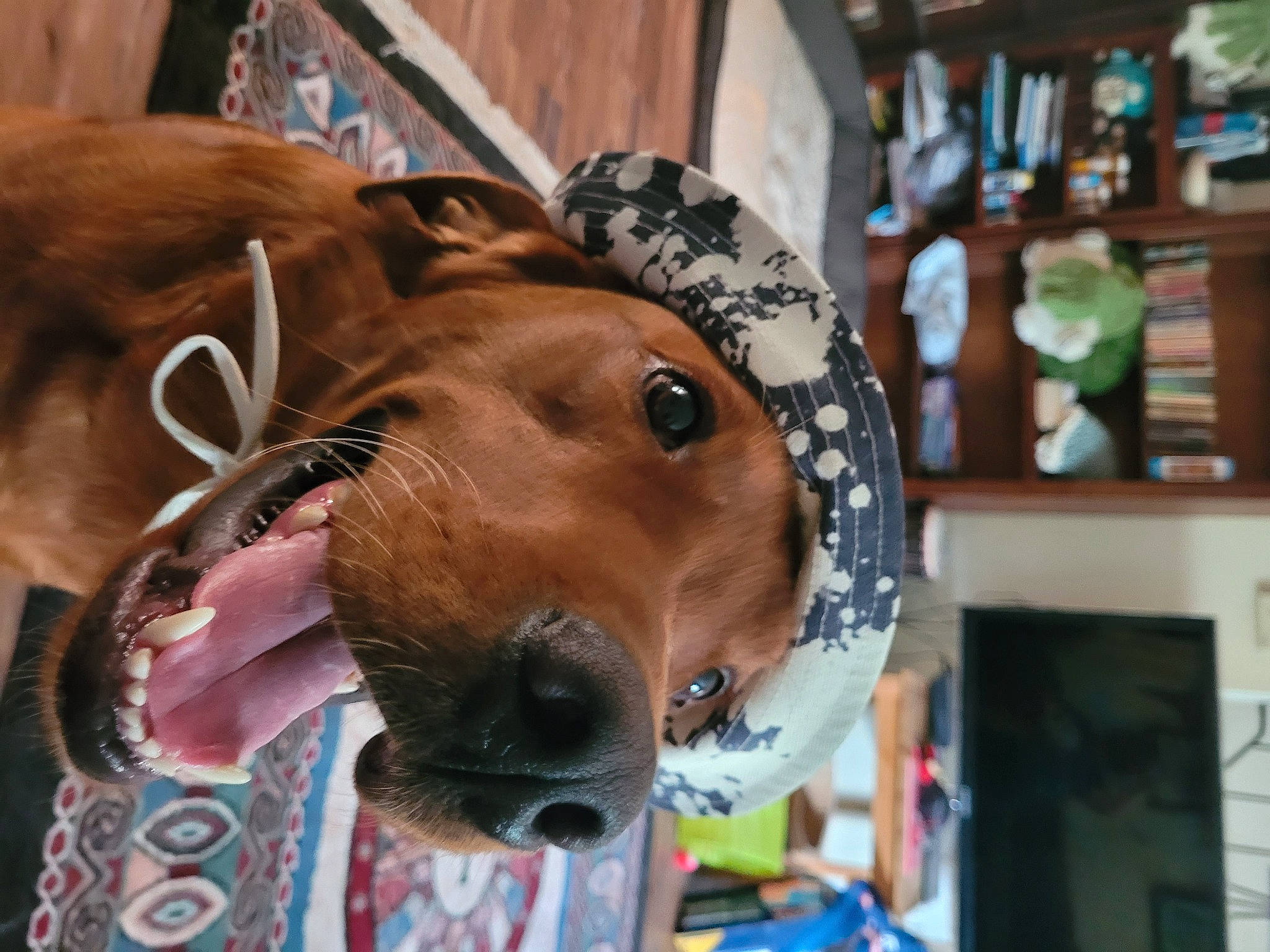 Roux joined the competition — help win amazing prizes! canidae, carnivore, collar, companion_dog, dog, dog_breed, ear, eyewear, fawn, fur, hat, jaw, liver, personal_protective_equipment, selfie, snout, sporting_group, whiskers, working_animal, wrinkle