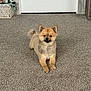 dog, puppy, small_dog, fluffy, pomeranian_type, carpet, indoor, home, white_door, basket, dog_toys, fur, cute, sitting, portrait, paw, ears, tail, looking_at_camera, floor
