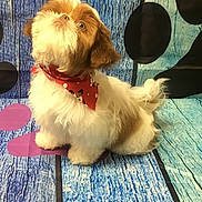 Gizmo joined the competition — help win amazing prizes! dog, puppy, small_dog, fluffy, bandana, red_bandana, blue_background, polka_dots, floor, wall, pet, cute, sitting, looking_up, indoor, animal, fur, adorable, portrait, studio