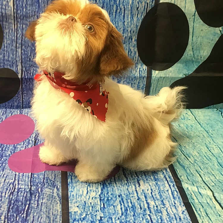 Gizmo joined the competition — help win amazing prizes! dog, puppy, small_dog, fluffy, bandana, red_bandana, blue_background, polka_dots, floor, wall, pet, cute, sitting, looking_up, indoor, animal, fur, adorable, portrait, studio
