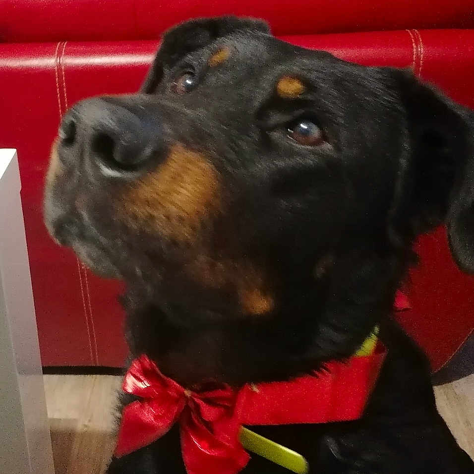 Jet