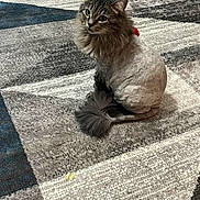 Presley is registered to the contest to win money with this photo: animal, carpet, cat, cozy, curious, cute, domestic_cat, ears, feline, fluffy_tail, fur, gray_cat, household, indoor, looking_up, patterned_rug, pet, shaved_cat, sitting, whiskers