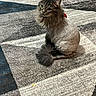 animal, carpet, cat, cozy, curious, cute, domestic_cat, ears, feline, fluffy_tail, fur, gray_cat, household, indoor, looking_up, patterned_rug, pet, shaved_cat, sitting, whiskers
