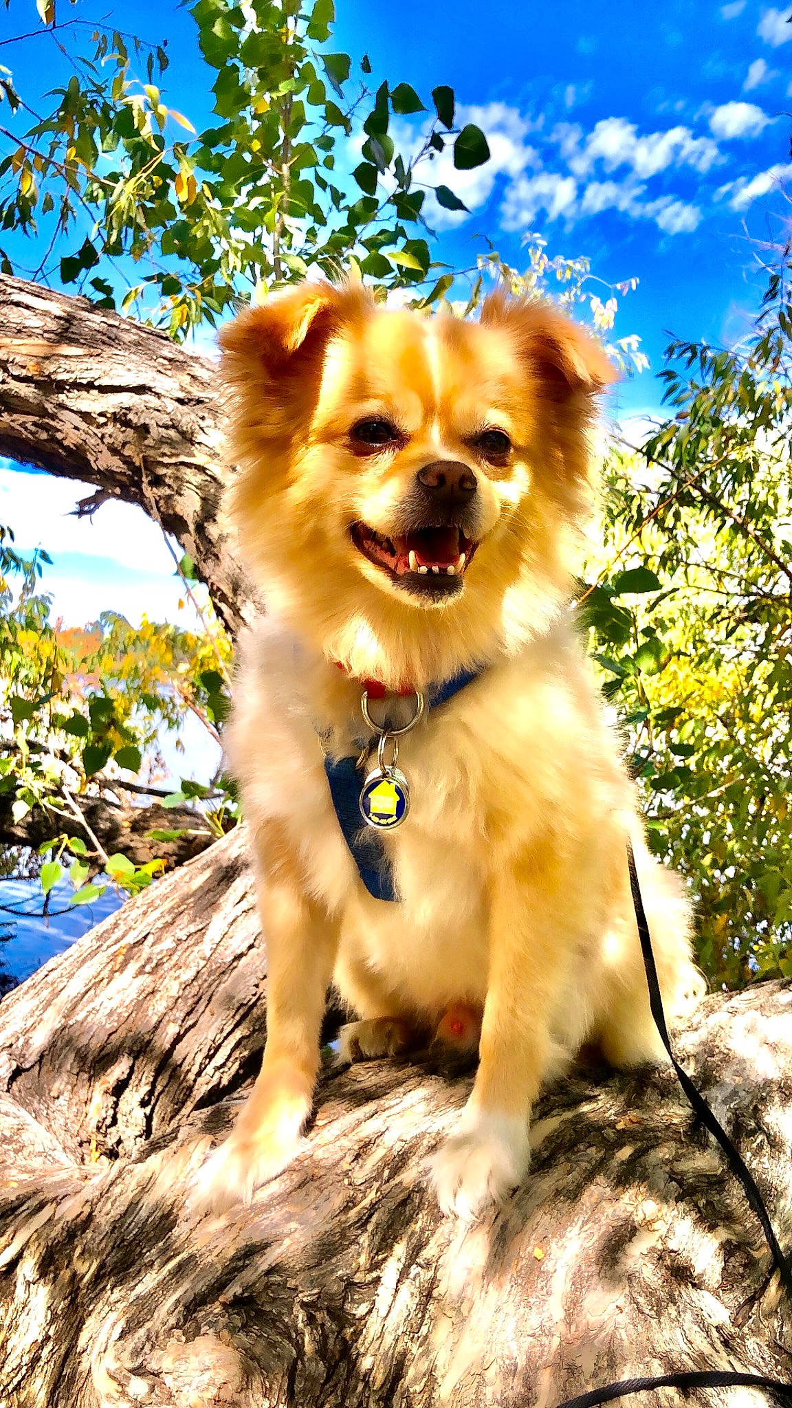 Simba joined the competition — help win amazing prizes! canidae, carnivore, cloud, companion_dog, dog, dog_breed, dog_supply, fawn, fur, grass, liver, plant, puppy, sky, snout, sporting_group, toy_dog, tree, whiskers, wildlife