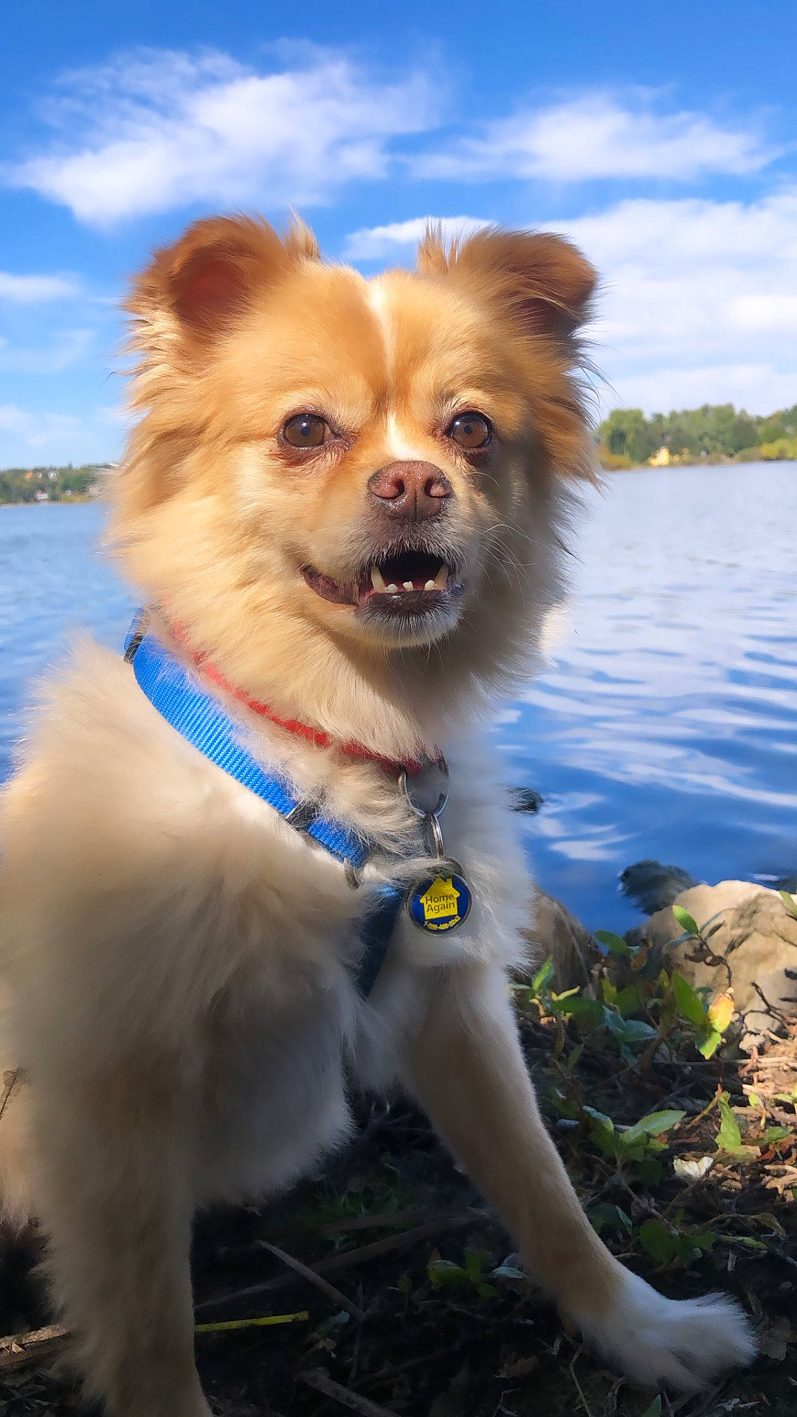 Simba joined the competition — help win amazing prizes! canidae, carnivore, cloud, collar, companion_dog, dog, dog_breed, dog_collar, dog_supply, electric_blue, fawn, fur, happy, lake, plant, sky, snout, sporting_group, water, whiskers