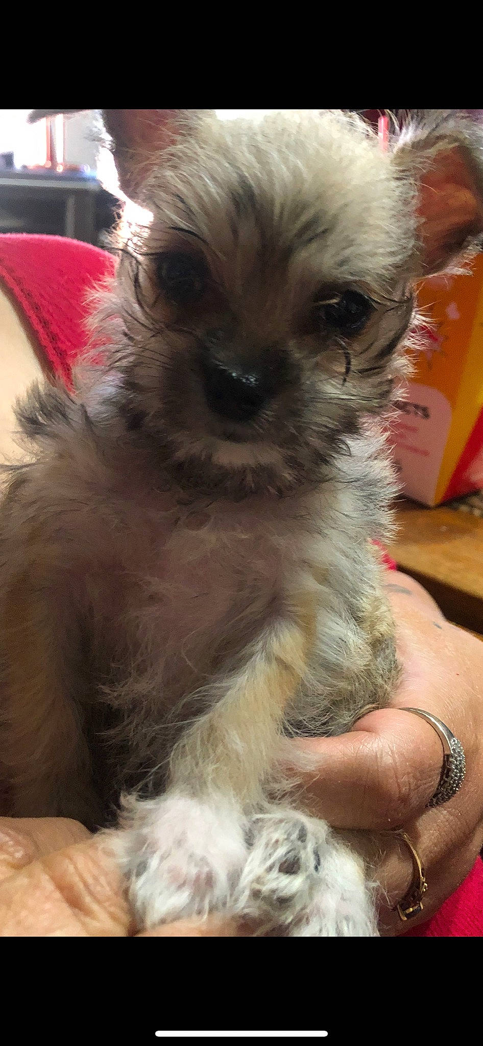 Zarina joined the competition — help win amazing prizes! canidae, carnivore, companion_dog, dog, dog_breed, dog_supply, ear, fawn, fur, liver, maltepoo, non_sporting_group, shih_poo, small_terrier, snout, sporting_group, terrier, toy_dog, whiskers, working_animal