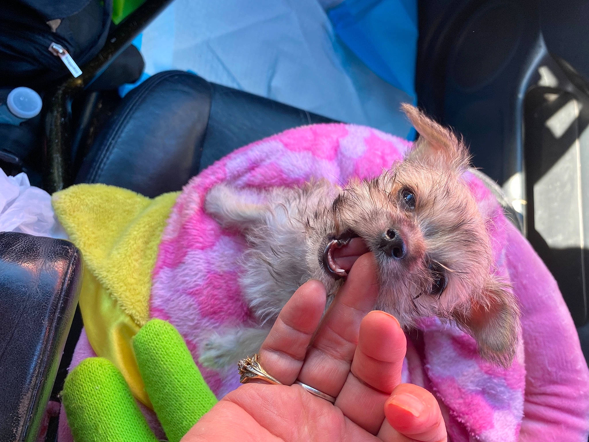 Zarina joined the competition — help win amazing prizes! canidae, claw, drinking, fawn, finger, fur, muroidea, nail, pink, rodent, terrestrial_animal, thumb, whiskers, wildlife_biologist