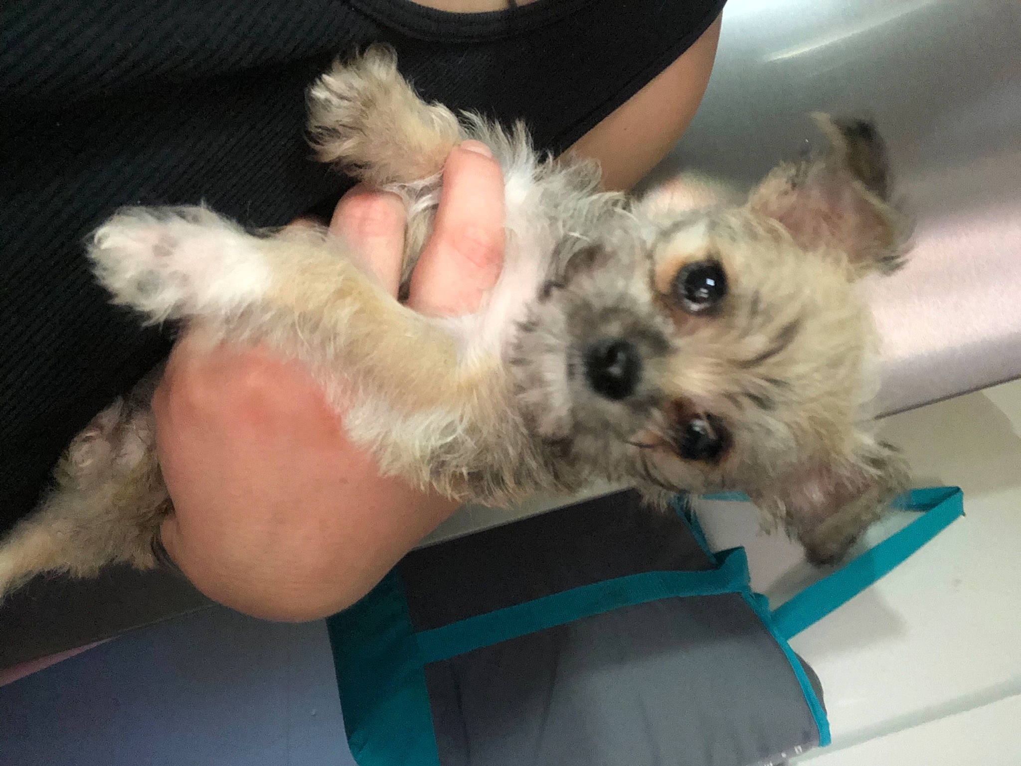 Zarina joined the competition — help win amazing prizes! canidae, carnivore, companion_dog, dog, dog_breed, dog_clothes, dog_supply, fawn, fur, maltepoo, paw, puppy, puppy_love, small_terrier, snout, sporting_group, terrier, toy_dog, working_animal, yorkipoo