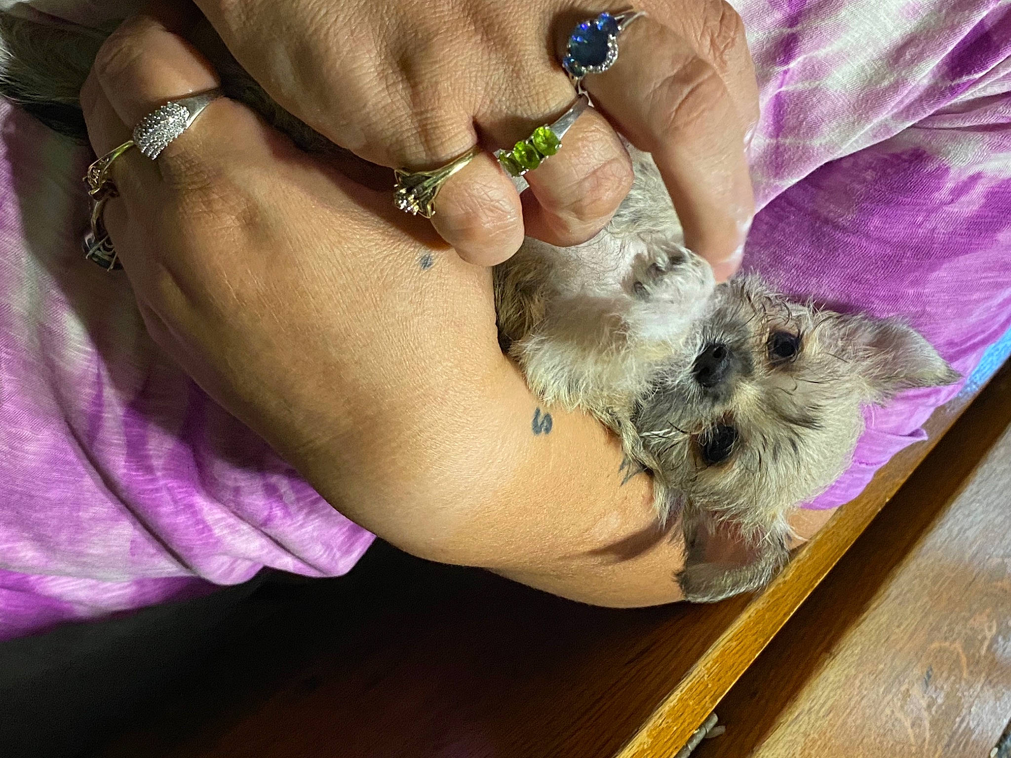 Zarina is registered to the contest to win money with this photo: body_jewelry, carnivore, companion_dog, dog_breed, fashion_accessory, fawn, felidae, finger, foot, gesture, jewellery, nail, paw, small_to_medium_sized_cats, snout, thumb, toy_dog, whiskers, wood, wrist