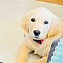animal, canine, cockerspaniel, dog, eskimodog, goldenretriever, hound, labradorretriever, leash, pet, puppy, snout, whitedog