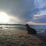 Billy a rejoint le concours — aidez-le/la à gagner de superbes lots ! beach, clouds, coastline, dog, evening, landscape, nature, ocean, outdoors, reflection, sand, scenic, seashore, shoreline, silhouette, sky, sunlight, sunset, water, waves