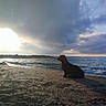beach, clouds, coastline, dog, evening, landscape, nature, ocean, outdoors, reflection, sand, scenic, seashore, shoreline, silhouette, sky, sunlight, sunset, water, waves