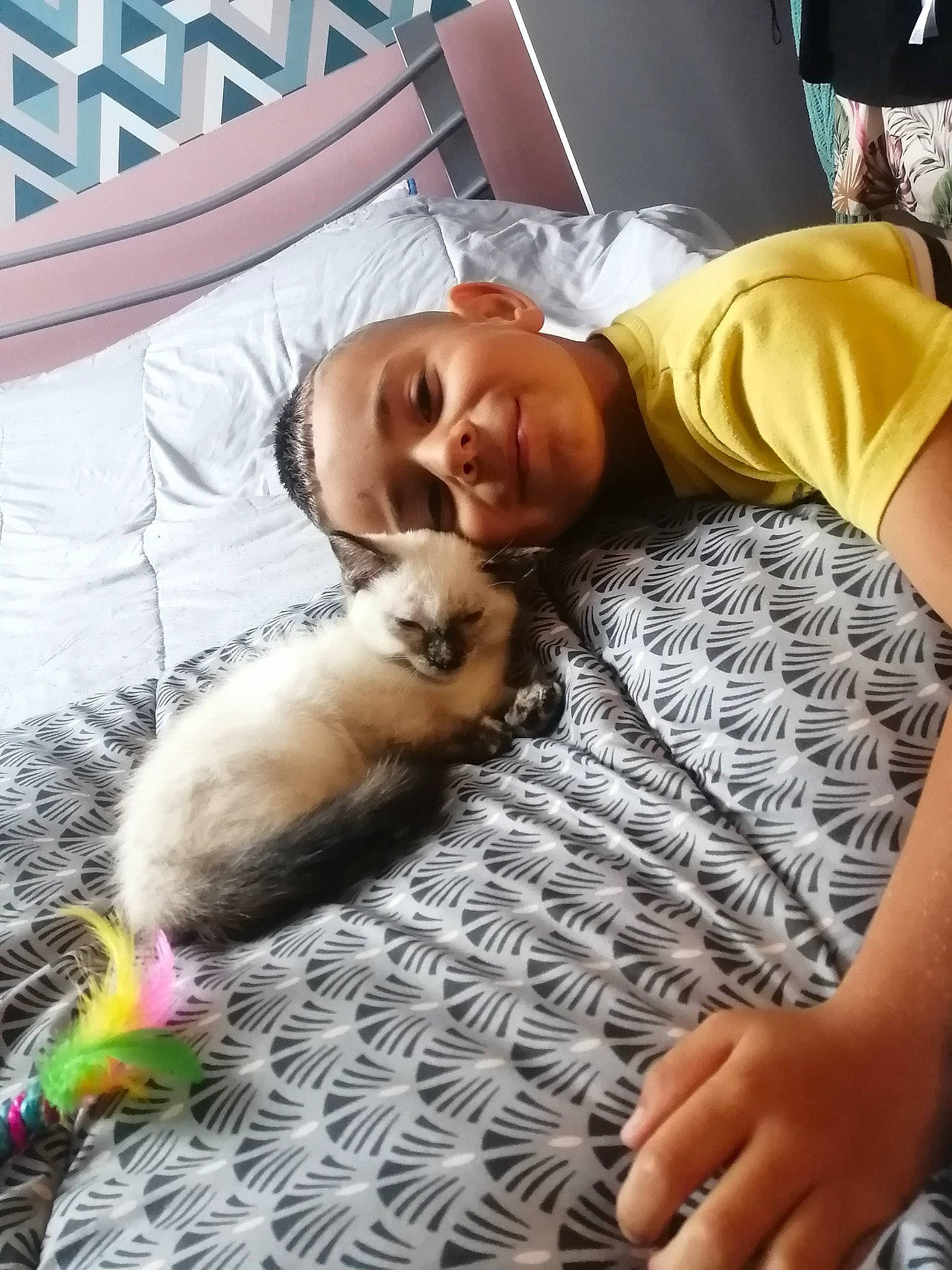 Théa a rejoint le concours — aidez-le/la à gagner de superbes lots ! carnivore, cat, comfort, companion_dog, dog_breed, fawn, felidae, fur, happy, linens, mammal, nap, siamese, small_to_medium_sized_cats, smile, tail, textile, toy, vertebrate, whiskers