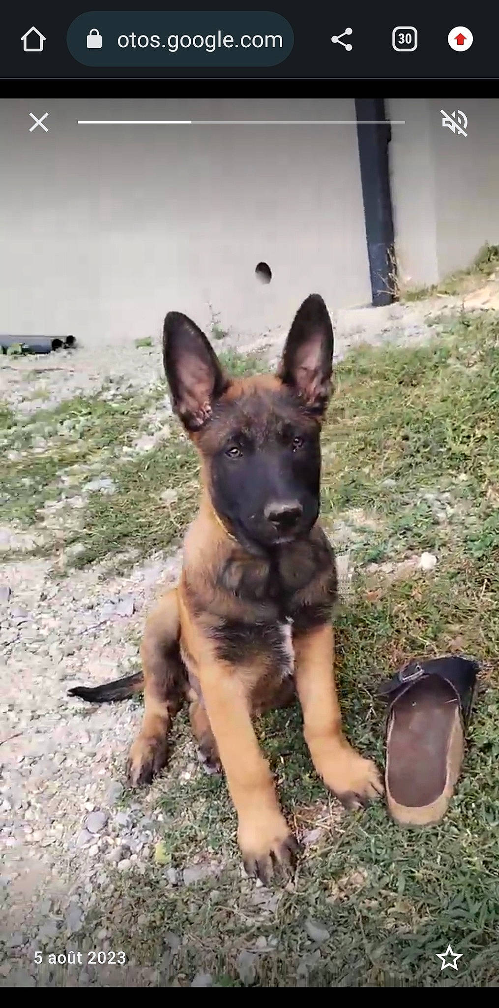 Baguera a rejoint le concours — aidez-le/la à gagner de superbes lots ! canidae, carnivore, companion_dog, dog, dog_breed, dog_supply, east_european_shepherd, fawn, foot, german_shepherd_dog, herding_dog, non_sporting_group, paw, snout, sporting_group, terrestrial_animal, working_animal, working_dog