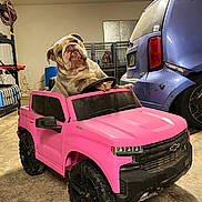Chaka is registered to the contest to win money with this photo: dog, bulldog, toy_car, pink, garage, blue_car, pet, cage, shelf, concrete_floor, steering_wheel, wheel, dented_car, crate, background_dog, playful, indoor, vehicle, scratch_marks, cheeky_expression
