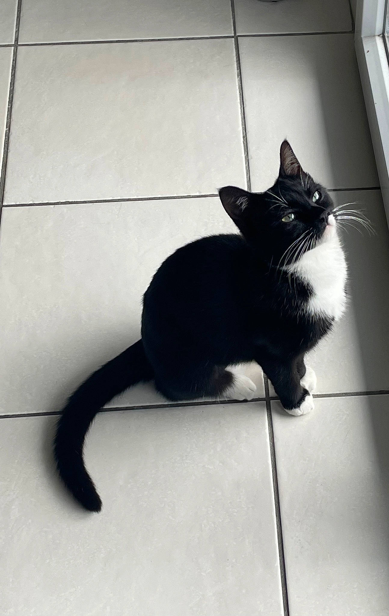 Minnie a rejoint le concours — aidez-le/la à gagner de superbes lots ! black_and_white, black_cat, carnivore, cat, domestic_short_haired_cat, felidae, floor, flooring, fur, monochrome, monochrome_photography, paw, shadow, small_to_medium_sized_cats, snout, tail, terrestrial_animal, tints_and_shades, whiskers, window