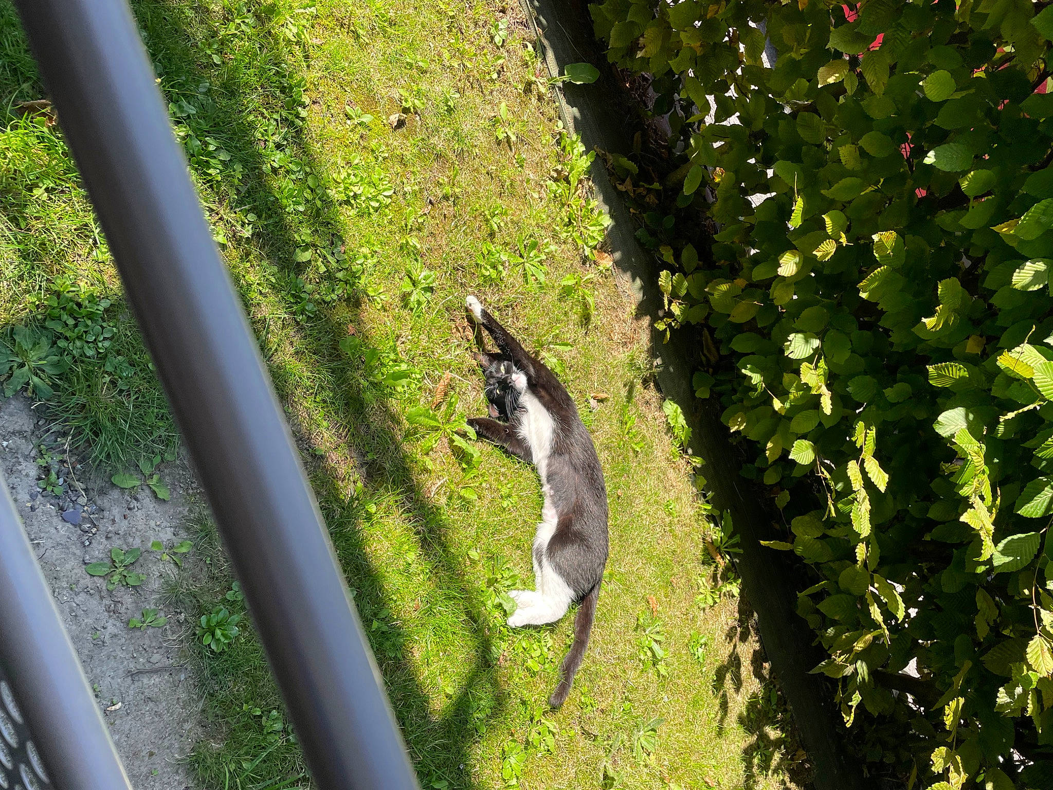 Minnie participe au concours pour gagner de l'argent avec cette photo : beak, biome, branch, carnivore, felidae, grass, groundcover, plant, rodent, shadow, shrub, small_to_medium_sized_cats, squirrel, sunlight, tail, tints_and_shades, tree, trunk, wood, woody_plant